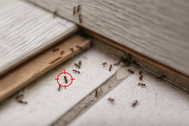Best Pest Control Near Me  in Britt, IA