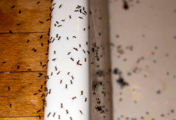Best Insect Control  in Britt, IA