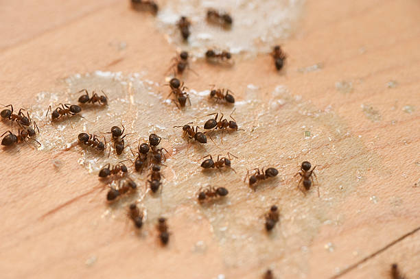 Best Cockroach Control Services  in Britt, IA