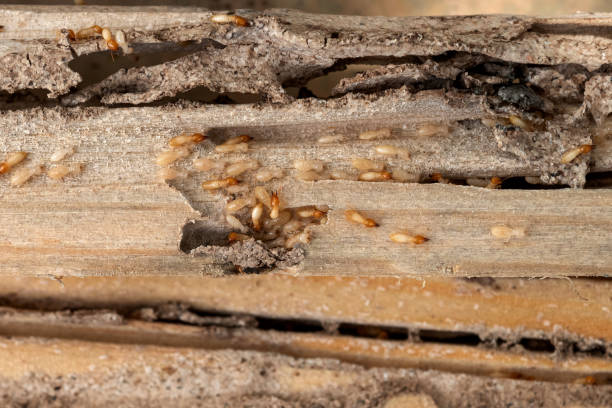 Best Affordable Pest Control Services  in Britt, IA