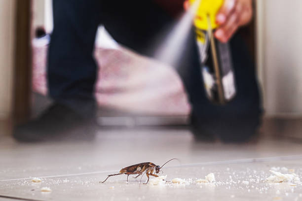 Professional Pest Control in Britt, IA